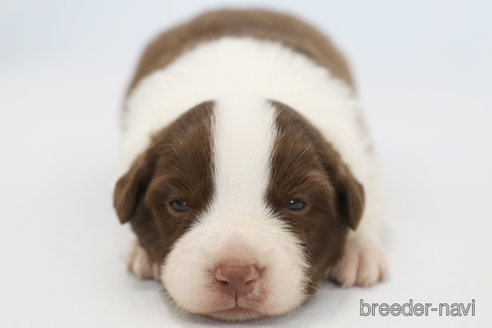 成約済の神奈川県のボーダーコリー-369083の3枚目